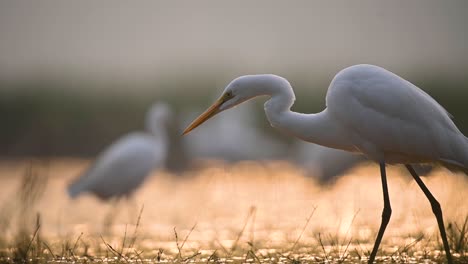 great egret closeup in sunrise