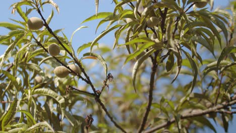 unripe plums on the tree in the fruit garden