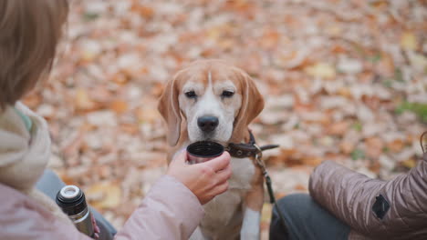 beagle gently licks young girl hand while seated on bench, as adult holds cup of water nearby, fallen leaves scattered on ground in quiet autumn park setting