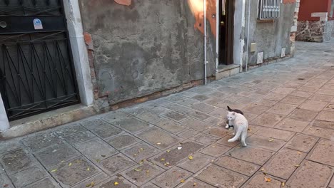 two cats meeting and interacting in venice