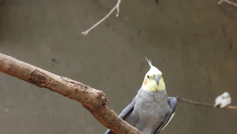 Loro-Cacatúa-De-Color-Gris-Sentado-En-La-Rama