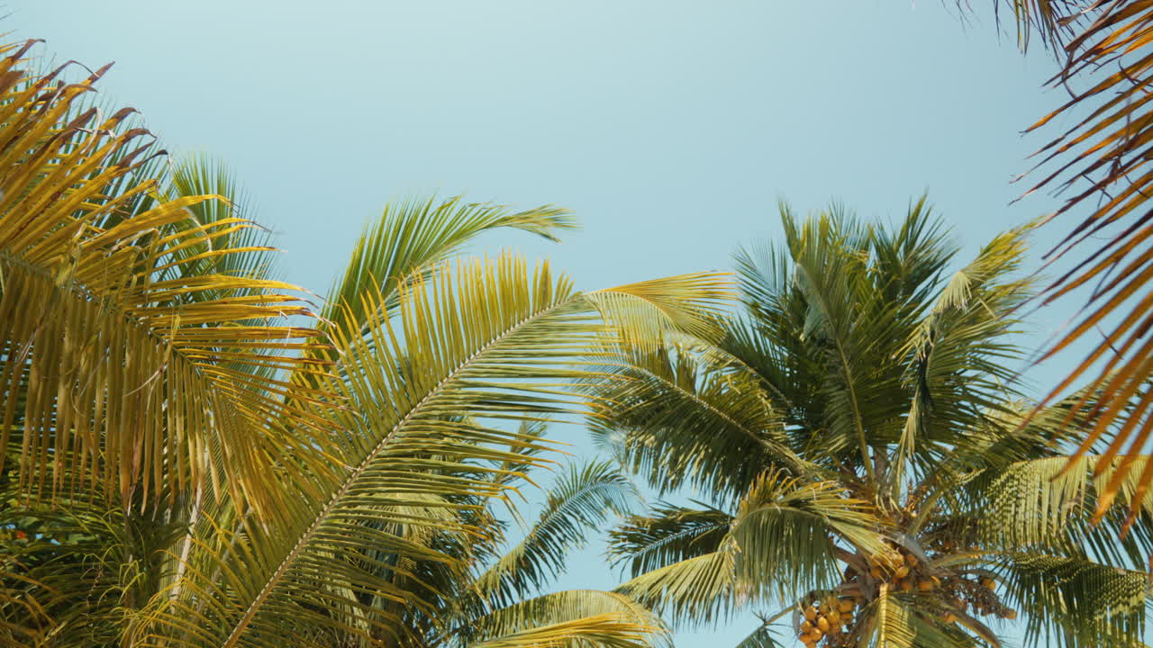 오후 빛 에  ⁇  잎 들 이 부드럽게 흔들리고, 푸른 오후 하늘 이 배경 이 되고 있다