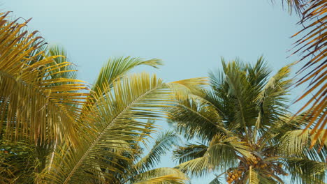 palm leaves in the afternoon light, gently swaying with the blue afternoon sky as a backdrop