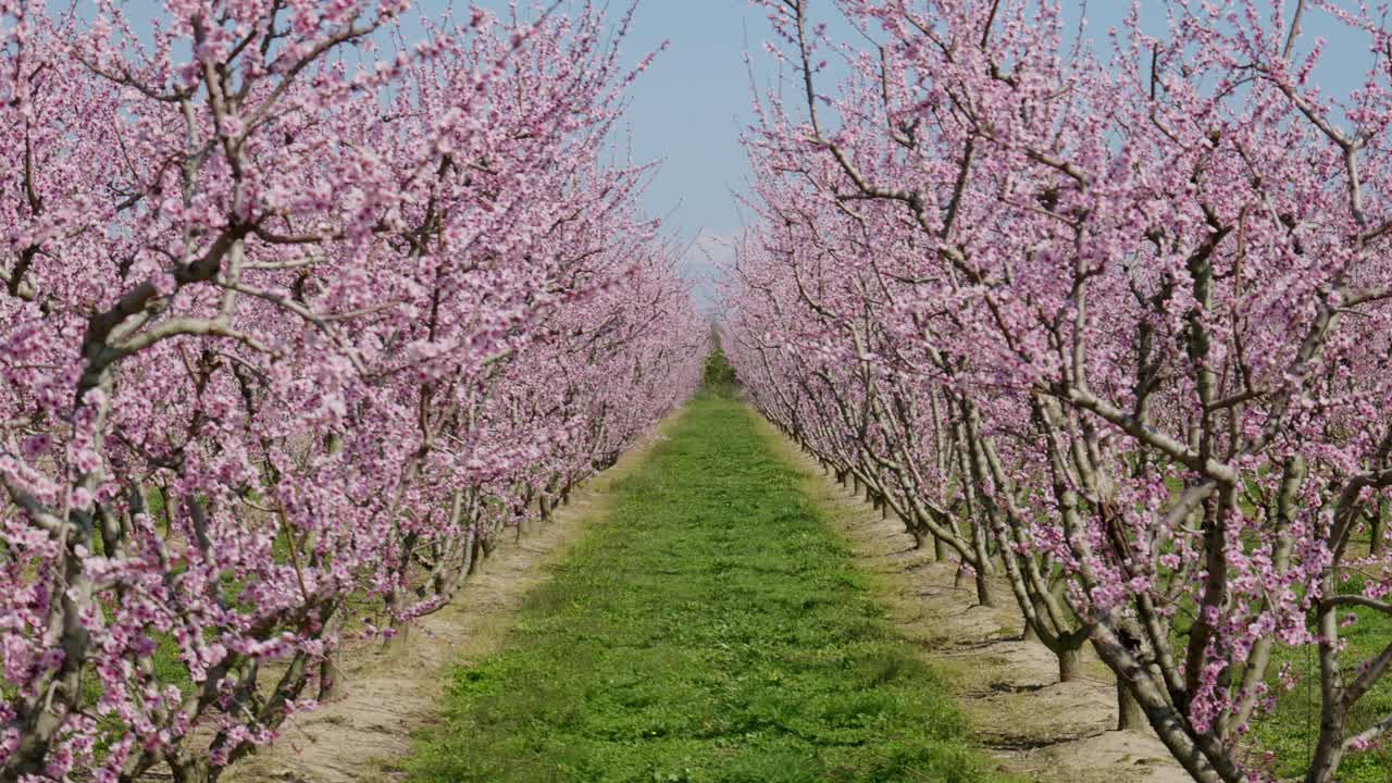 disparo simétrico de sakura pink árbol de cereza campo pétalos se balancean en el viento ligero contra el cielo azul claro se inclinan hacia arriba