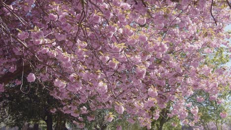 flores de cerezo en la típica campiña inglesa, toma estática bloqueada