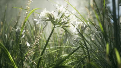 grass flower field with soft sunlight for background.