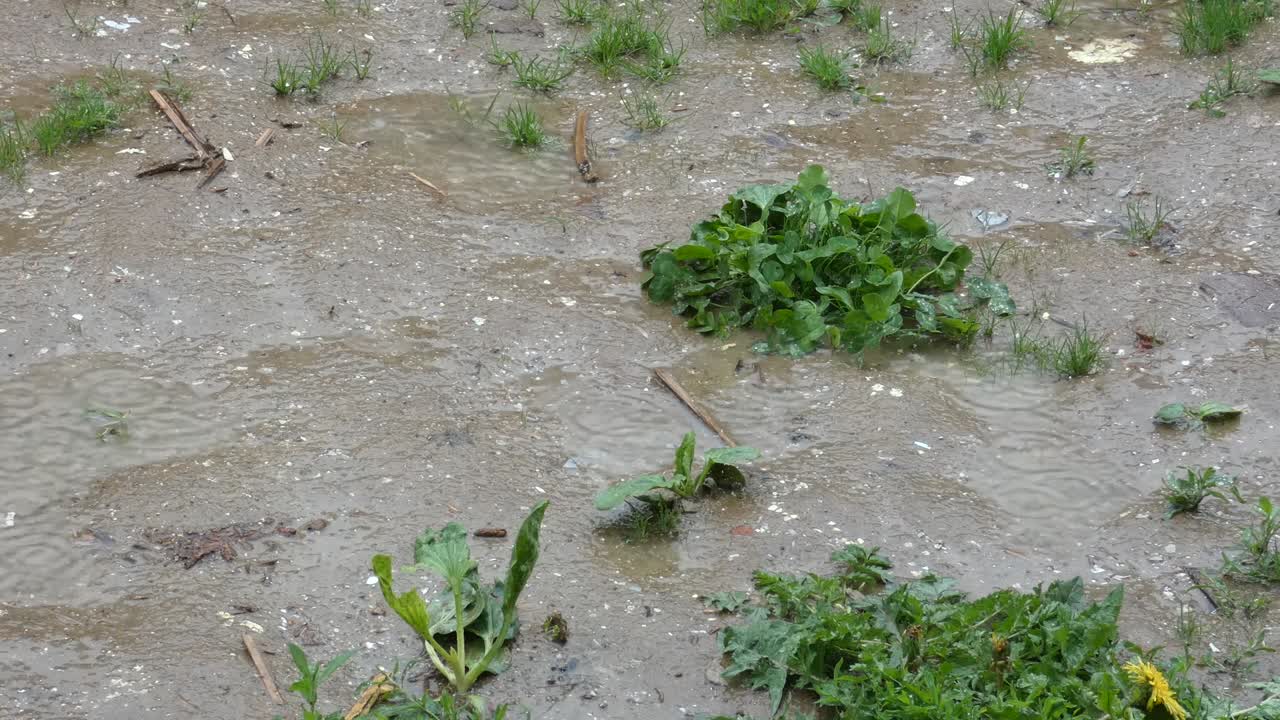 gotas de lluvia en el suelo sucio. gotas de agua caen en el suelo entre alguna hierba verde. día lluvioso de verano. fondo natural.