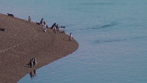 Group-Of-Magellanic-Penguins-Standing-On-The-Shore-And-Others-Swimming-On-Calm-Sea-Near-Peninsula-Valdes-In-Patagonia,-Argentina