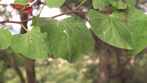 Close-up-on-big-tree-leaves-blowing-in-the-wind,-shallow-depth-of-field,-tilt-down-pull-focus-at-the-forest-in-the-background-120fps