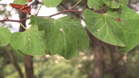 cierre las hojas de los grandes árboles que soplan en el viento, poca profundidad de campo, incline hacia abajo el foco en el bosque en el fondo 120fps