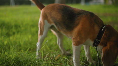 bull dog scratching neck while sitting on fresh green grass before standing to pick dog food from ground showing natural pet behavior during outdoor training session in sunny park with leash attached