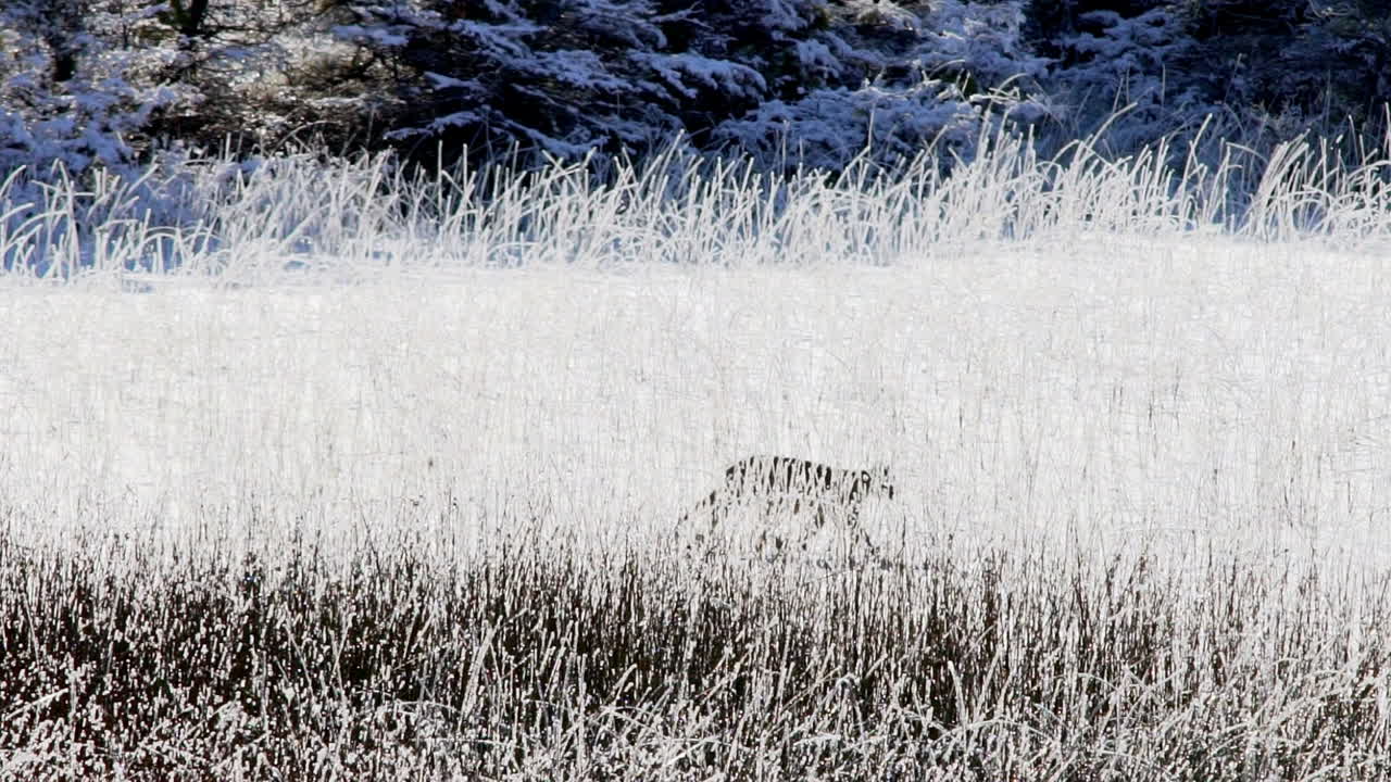 파타고니아에서 얼어 붙은 키 큰 잔디를 걷는 야생 퓨마 새끼