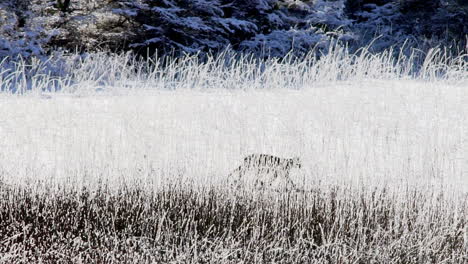 wild puma cub walking though frozen tall grass in patagonia