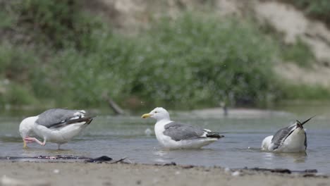 gaviotas limpiando, salpicando y bebiendo agua en la playa en cámara lenta 4k