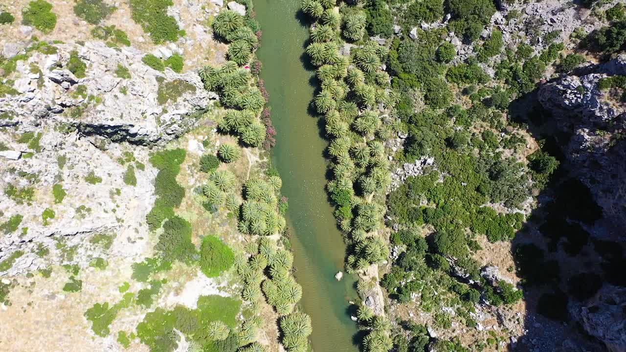 el bosque de palmeras de vai en creta, grecia.