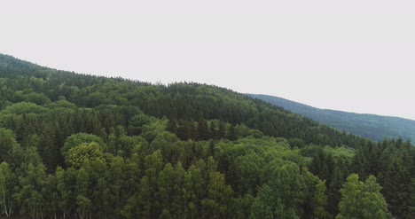 volando sobre el hermoso panorama del paisaje de los árboles del bosque 76