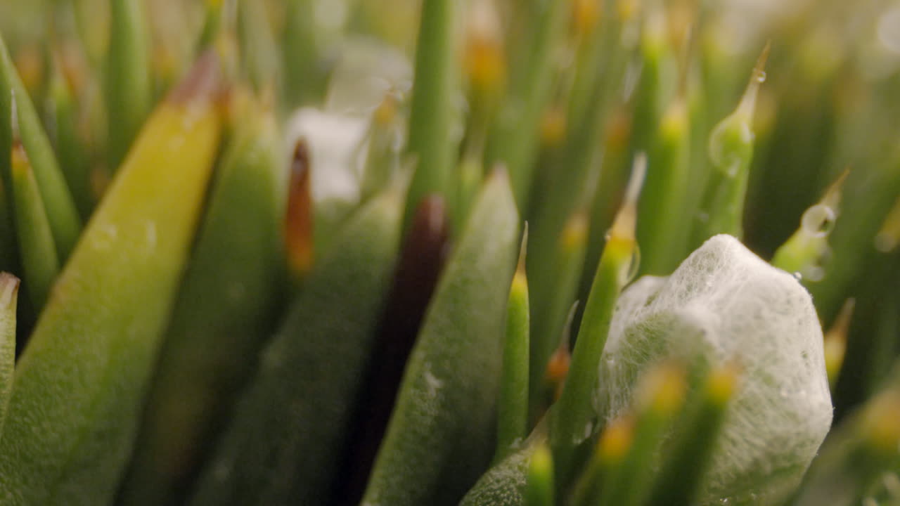 forest and vegetation, plants water drop