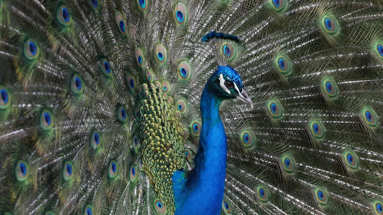 Close up the head of a peacock with fan out feathers