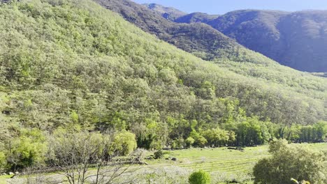 Incredible-green-landscape-panoramic-view-of-Valle-del-Jerte-Spain,-blue-sky-day