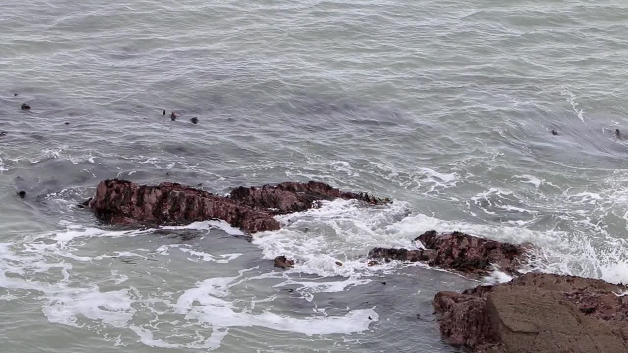 썰물 때 다시마 침대