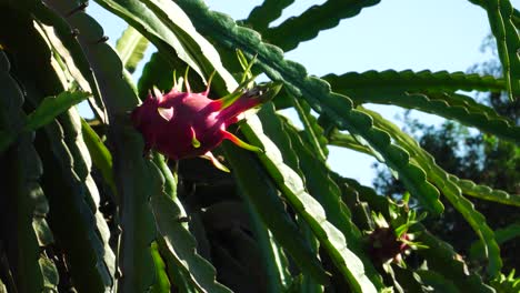 Close-up-static-shot-of-ripe-Vietnamese-dragon-fruit-seen-in-sunny-day