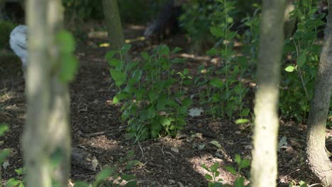 chicken-araucana-in-permaculture-off-grid-farm-village-egg-production-for-sustainable-way-of-living