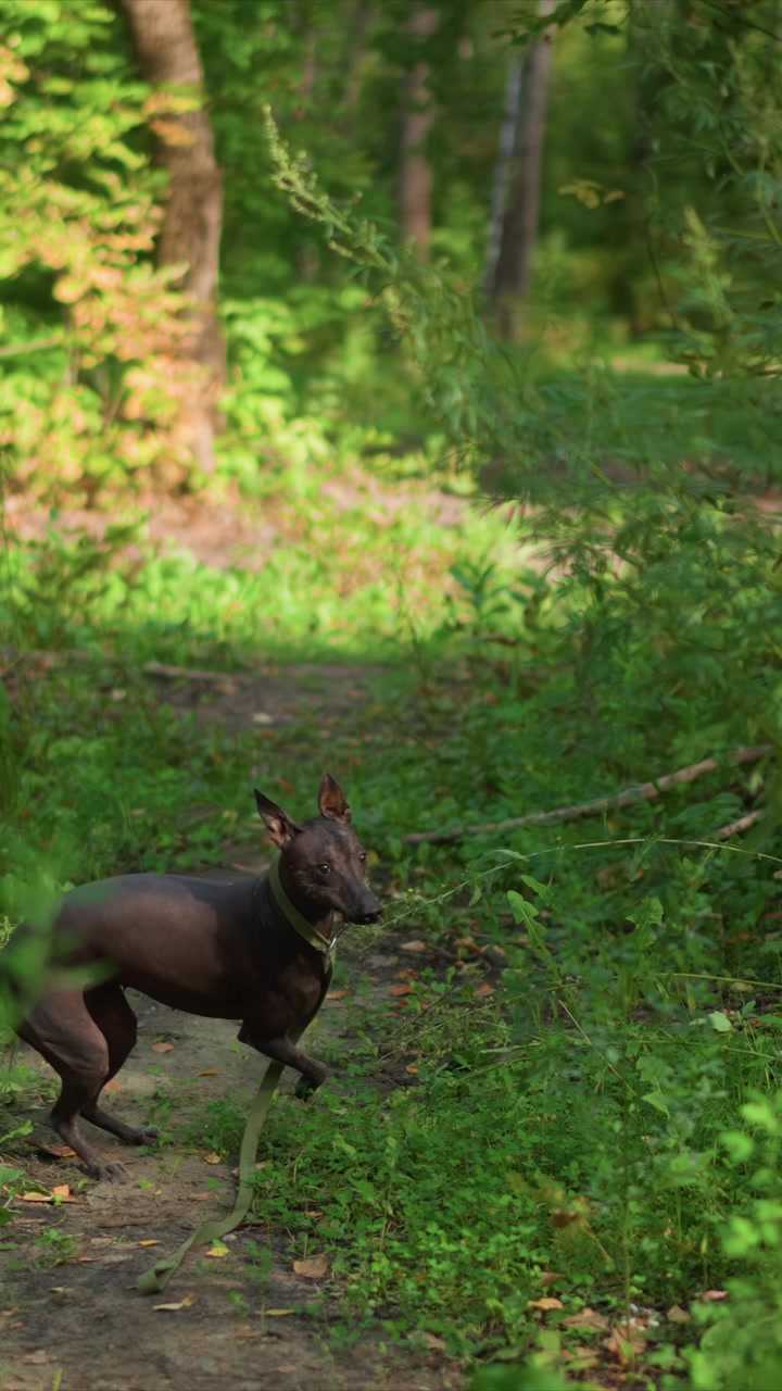 Un cane dal pelo scuro avanza su uno stretto sentiero boschivo. Il cane mantiene un passo costante lungo il sentiero sterrato, circondato. L'ambiente boschivo presenta un fitto sottobosco, alberi ed erba.