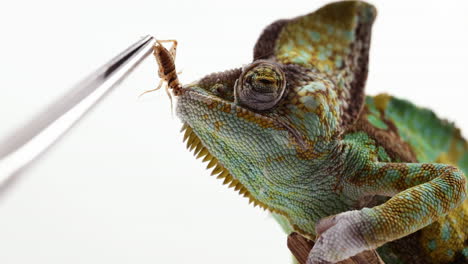 attempting to feed a cricket to a chameleon whos not hungry - side profile - close up on face