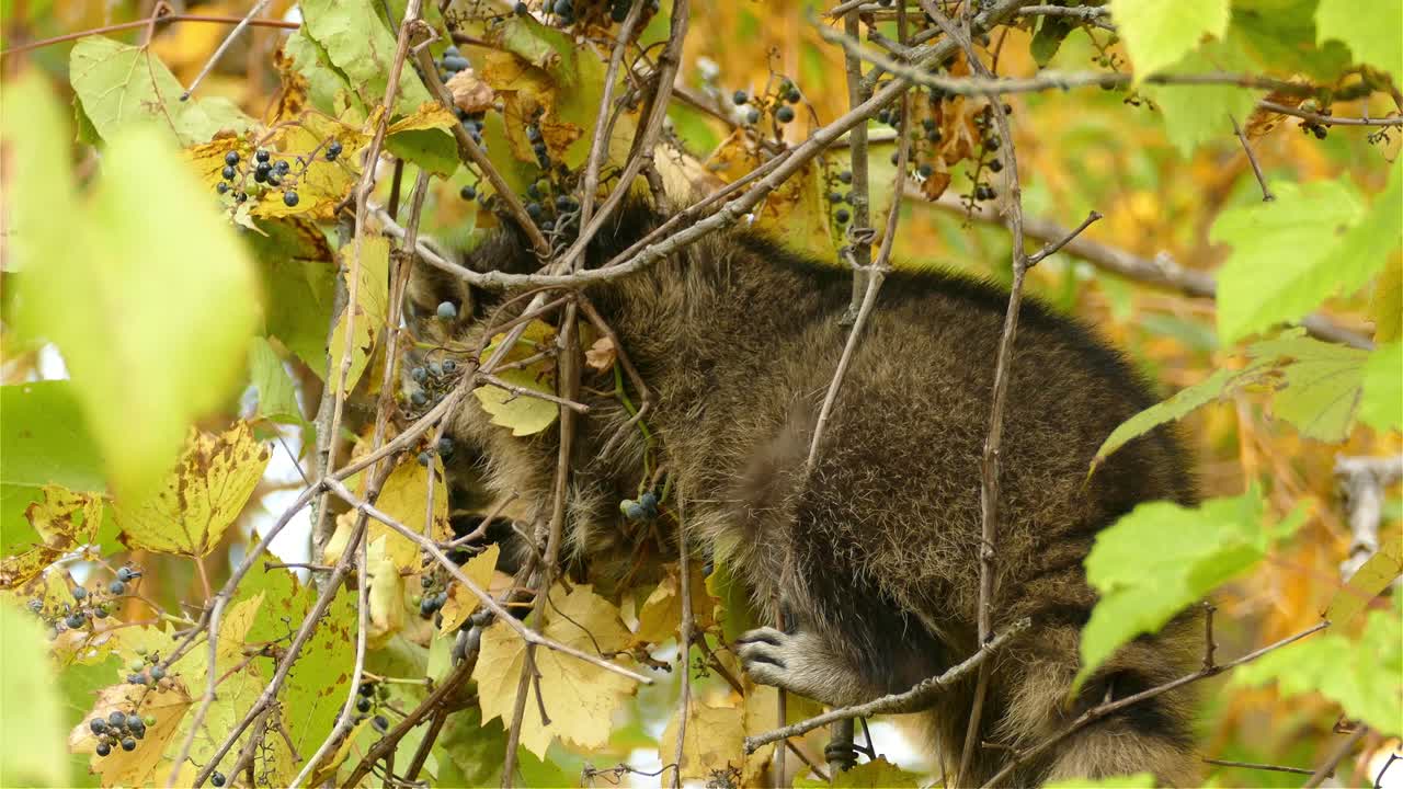 primer plano de un mapache de inteligencia, procyon lotor