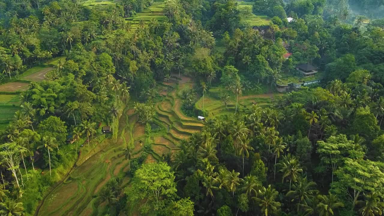 Splendide riprese cinematografiche con drone di Ubud, Bali, che mostrano esotiche risaie a terrazze, piccole fattorie e una piantagione agroforestale avvolta nella nebbia.