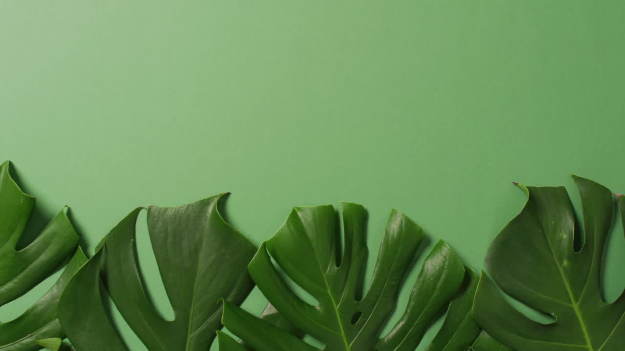 animación de hojas verdes exuberantes sobre fondo verde con espacio de copia