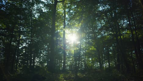 Toma-Escénica-Cinematográfica-De-4k-De-Un-Bosque-Con-Poca-Luz-Contra-El-Sol