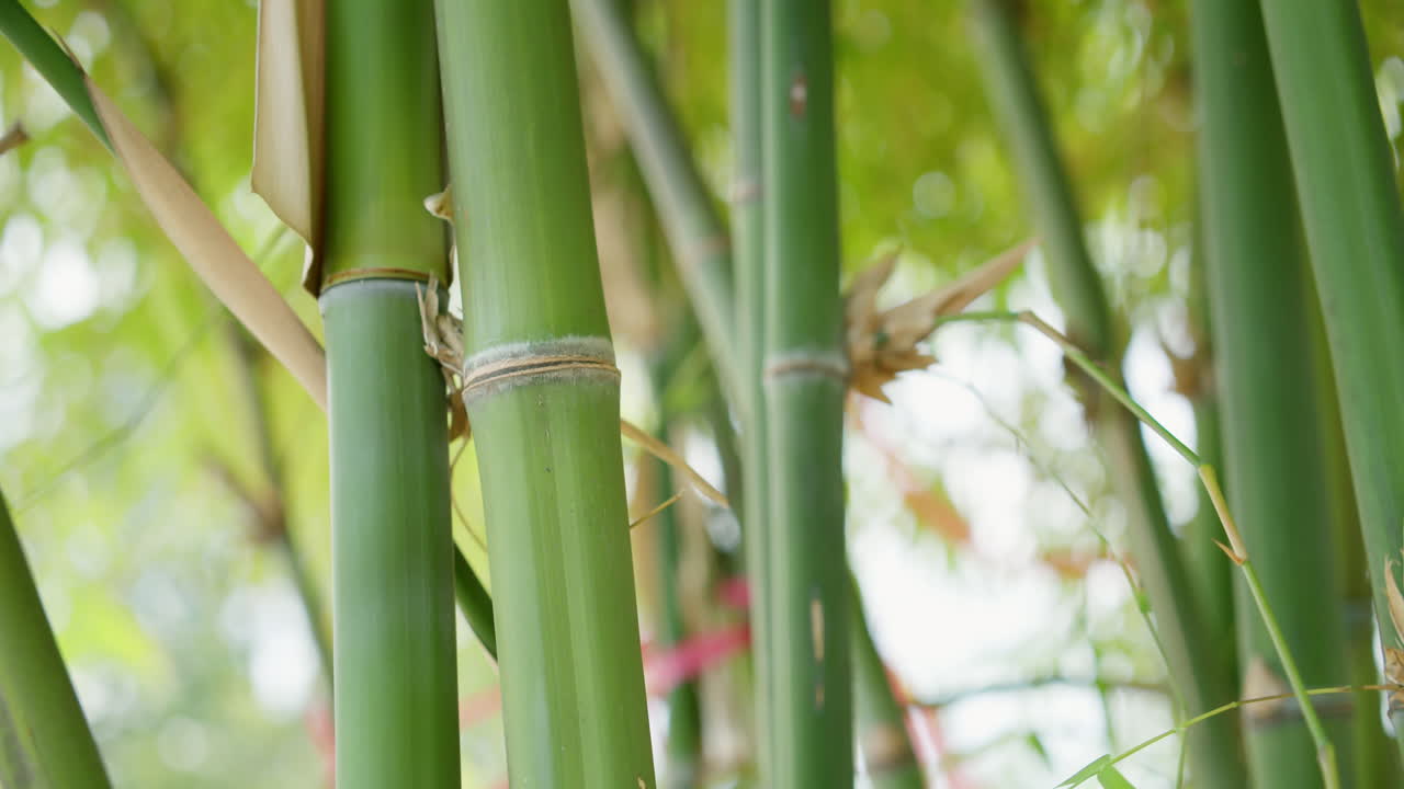 Witness beauty of bamboo growth in a serene forest environment