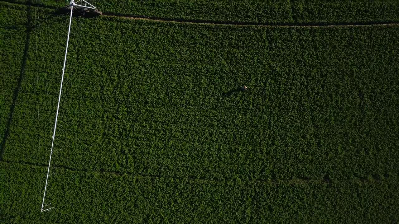 tiro de drone de un granjero caminando en una tierra de lucerna