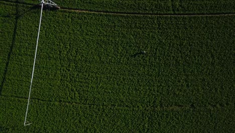 Tiro-De-Drone-De-Un-Granjero-Caminando-En-Una-Tierra-De-Lucerna