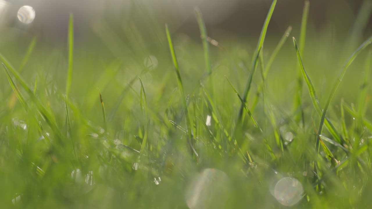 hierba besada por el rocío