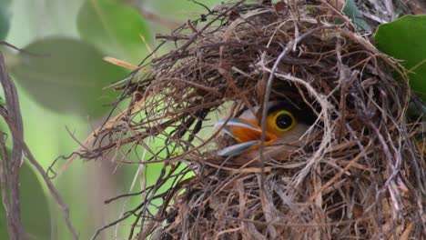 The-Silver-breasted-Broadbill-is-a-famous-bird-in-Thailand,-both-local-and-international