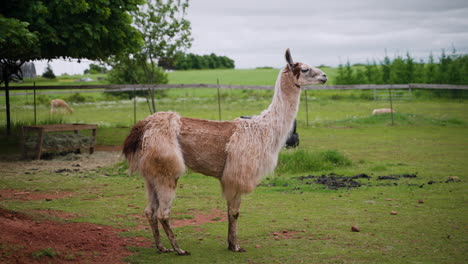 a large, partially sheared llama stands proudly in the middle of a field looking around