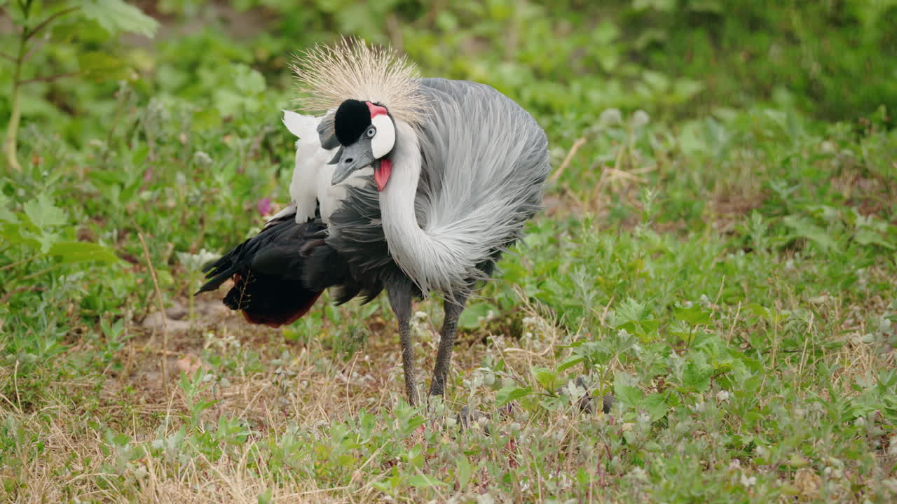Grey Crowned Crane in a Grassy Field
