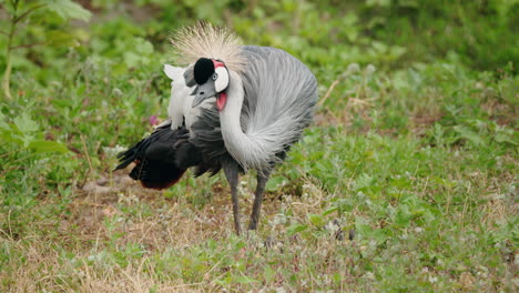 grey crowned crane in a grassy field