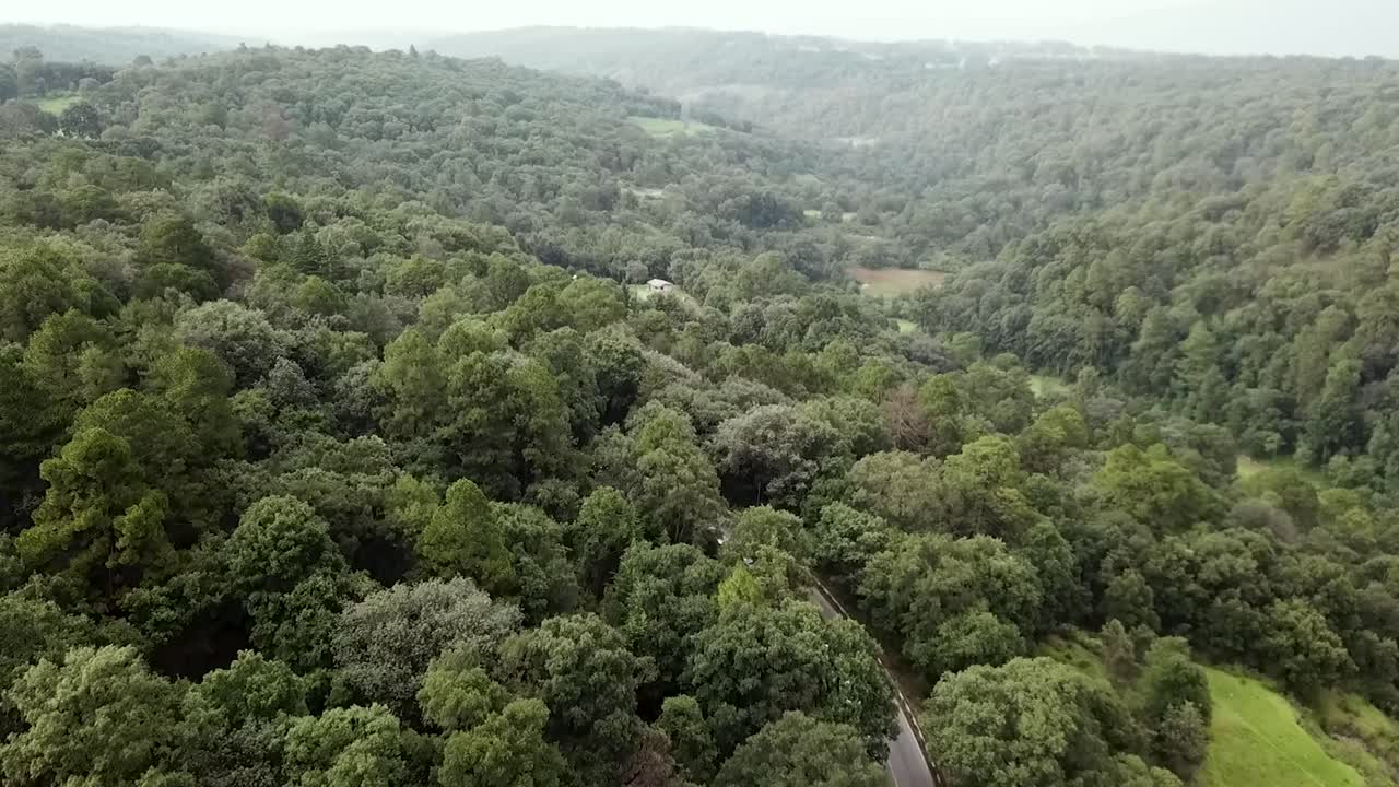 Aerial View of a Lush Green Forest and Winding Road