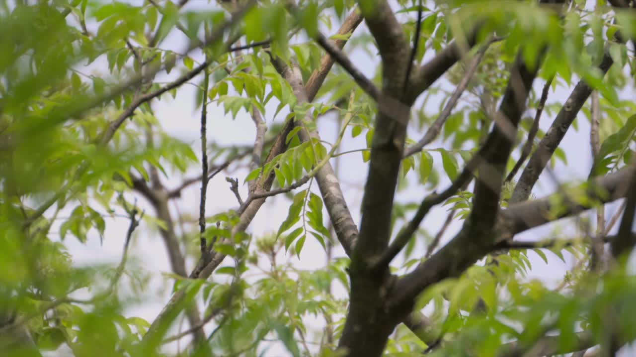 curry leaves swaying tree closeup view