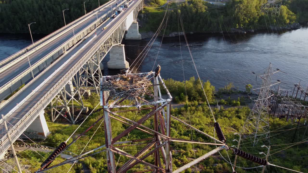 전기 탑에 둥지를 틀고 있는 물수리 2마리, 접근