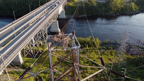 2-Osprey-with-their-nest-on-electrical-tower,-approach