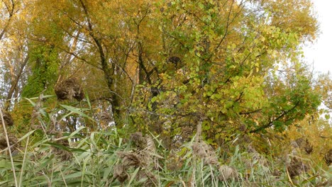 Shot-from-behind-dense-foliage-on-a-riverbank,-tilting-up-revealing-large-tall-trees-and-its-leaves-a-mixture-of-green-and-gold-as-the-fall-approaches-representing-the-change-of-seasons