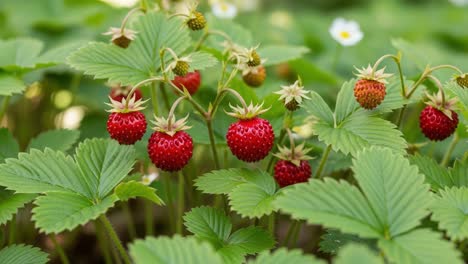a lush display of ripe strawberries surrounded by green foliage, showcasing nature's bounty and the sweetness of summer in every juicy berry