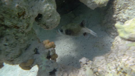 tropical fish swimming in the coral reef