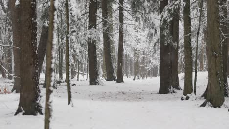 paisaje invernal con marcadores de senderos que conducen a través de un bosque cubierto de nieve en una ventisca uhd