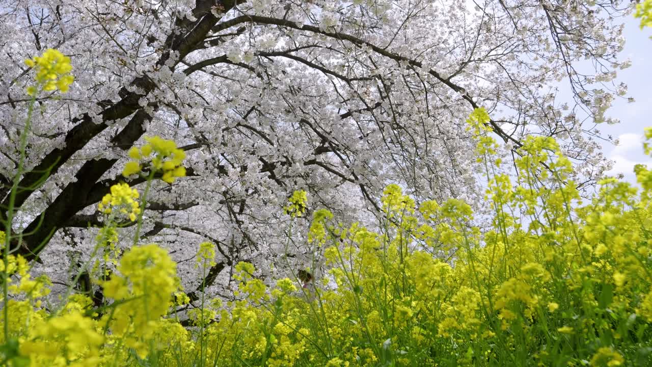 Incredible slow motion slider over spring scenery with cherry blossoms