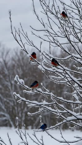 birds on snow-covered tree branches in winter